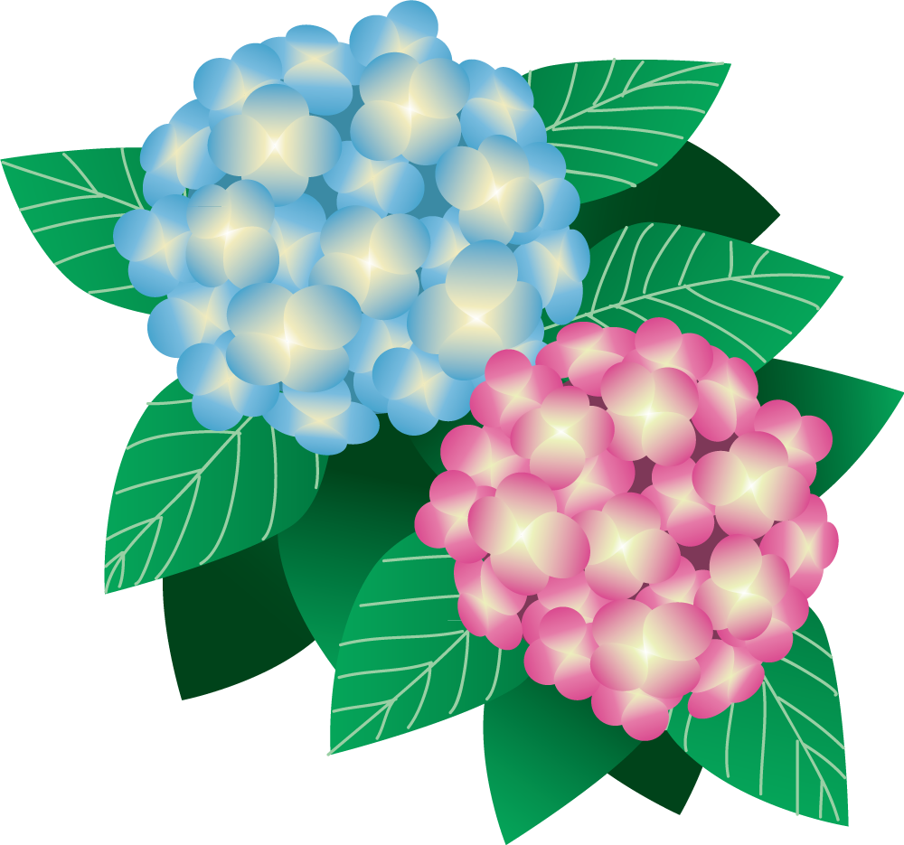 紫陽花 花 無料イラストに写真・文字を入れる