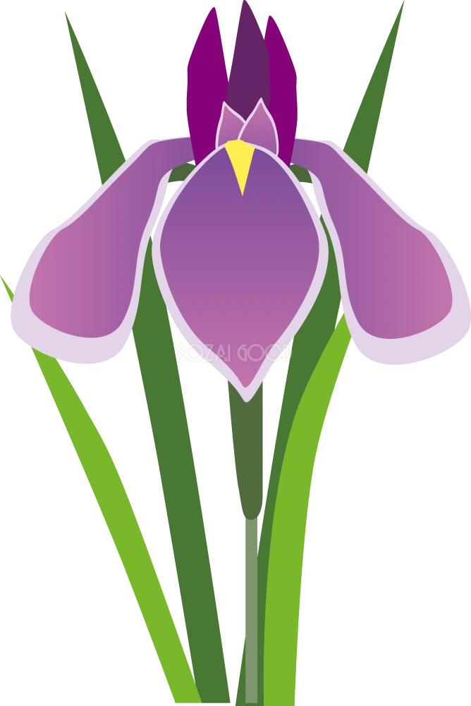 ハナショウブ お花 無料イラスト