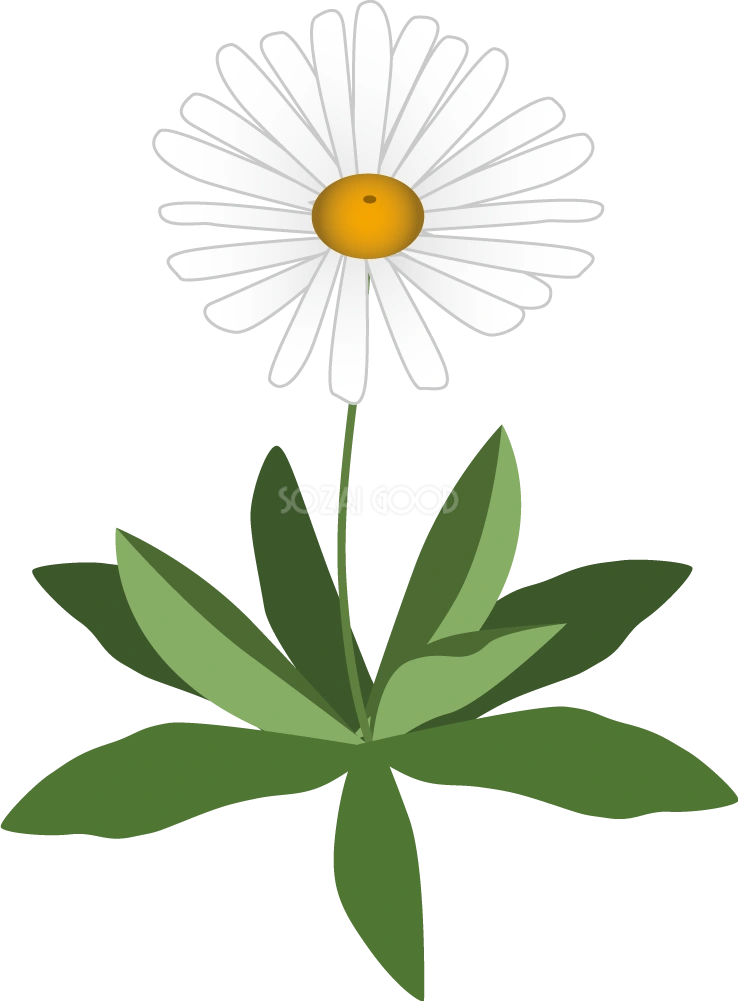 ハマギク お花 無料イラスト