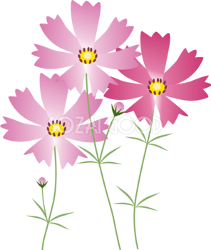 コスモス 秋桜 お花 無料イラスト 素材good