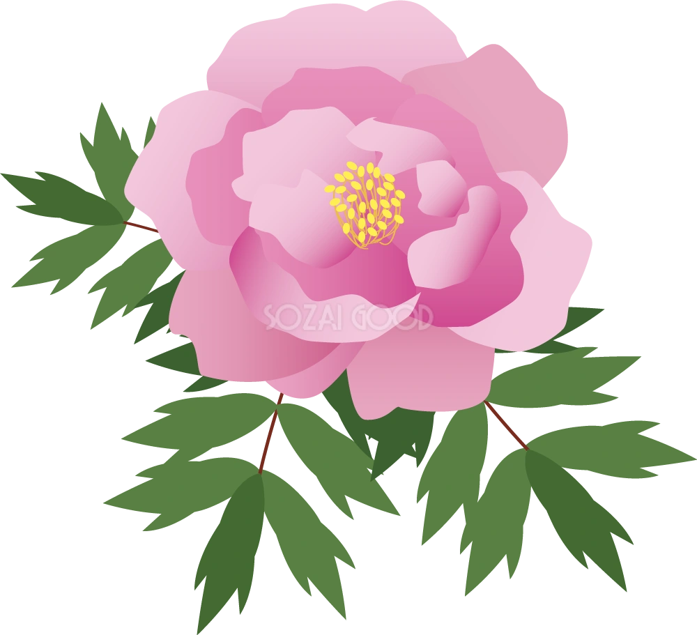 フユボタン お花 無料イラスト