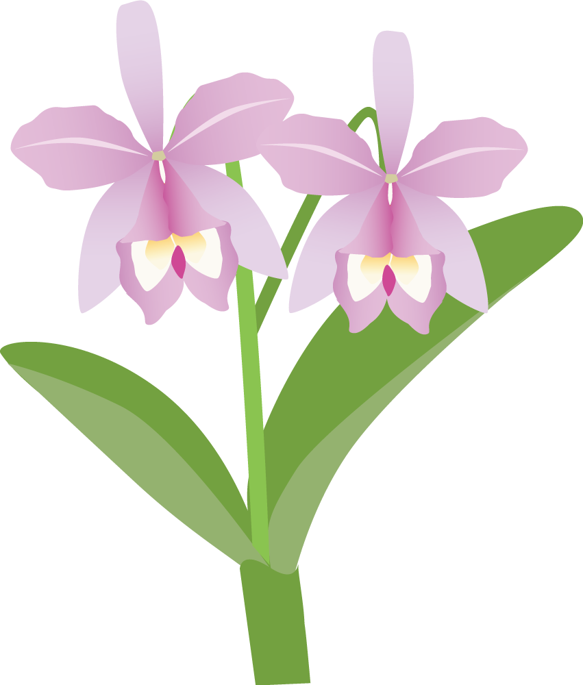 カトレア お花 無料イラストに写真・文字を入れる
