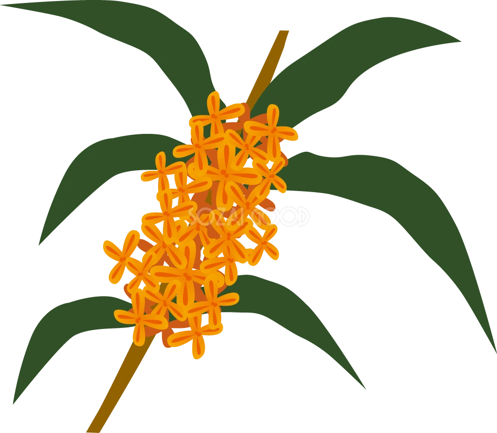 キンモクセイ お花 無料イラスト
