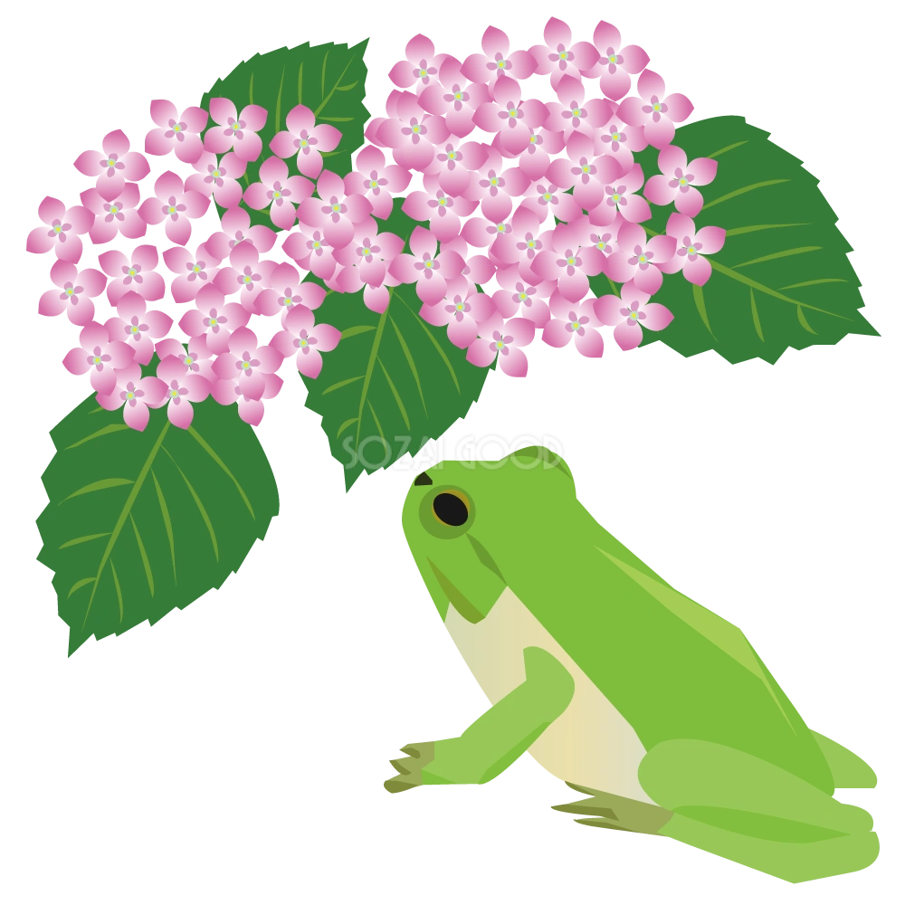 紫陽花とリアルなカエル＿無料イラスト