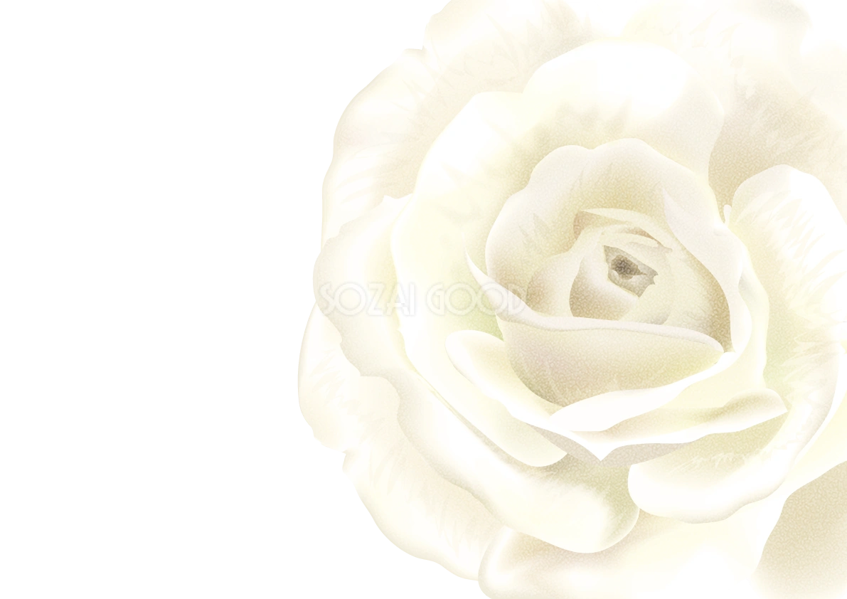 シンプル白ホワイト系背景に馴染む白薔薇 背景イラスト30903