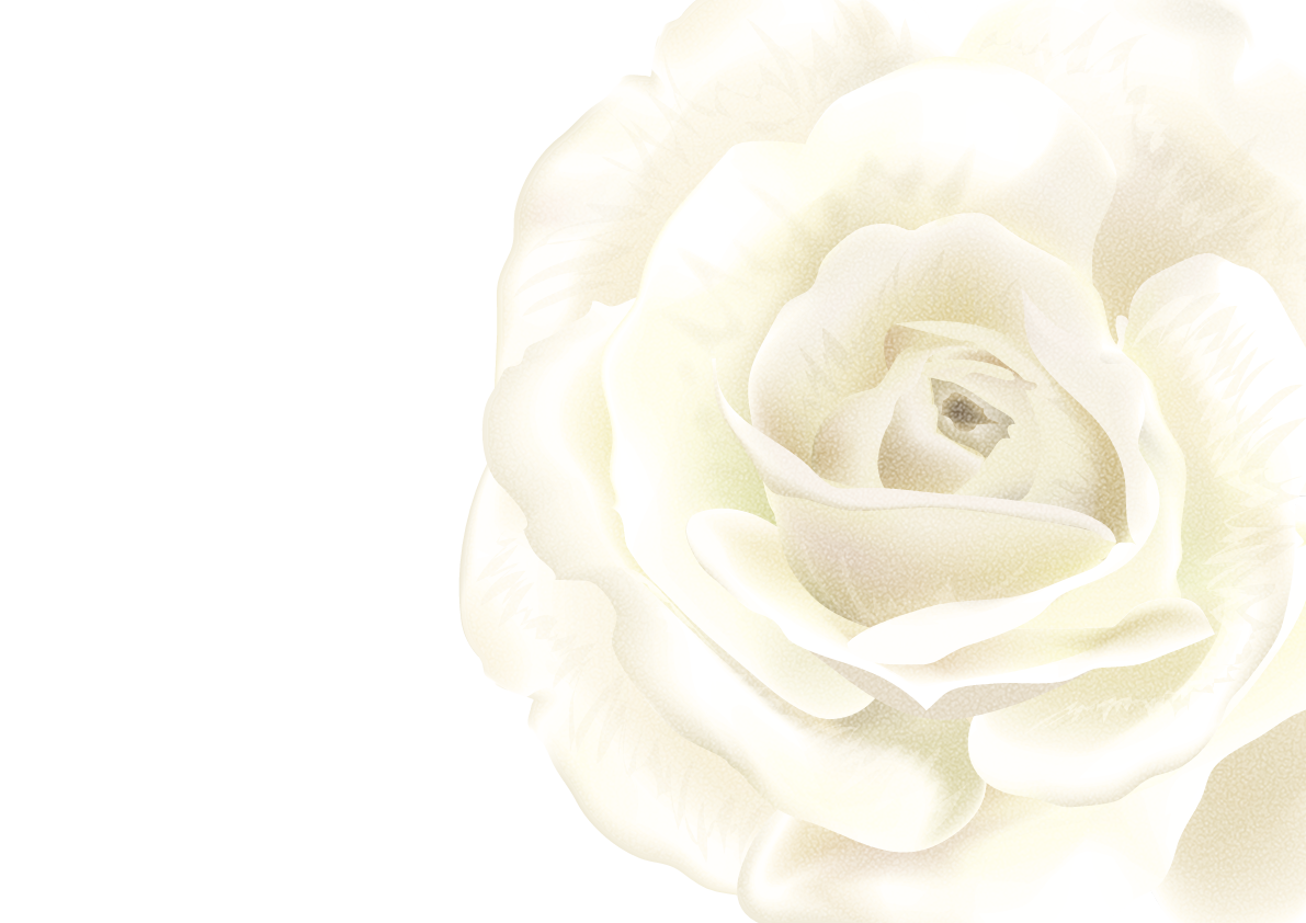 シンプル白ホワイト系背景に馴染む白薔薇 背景イラスト30903に写真・文字を入れる