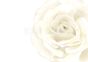 シンプル白ホワイト系背景に馴染む白薔薇 背景イラスト30903