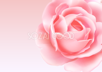 ピンク背景薔薇 背景イラスト素材30907