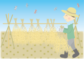 稲刈り時期に稲穂を干している農家のおじさん 秋の無料イラスト33322