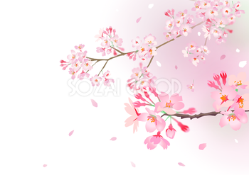 桜 花びら 背景イラスト無料 フリー 素材good