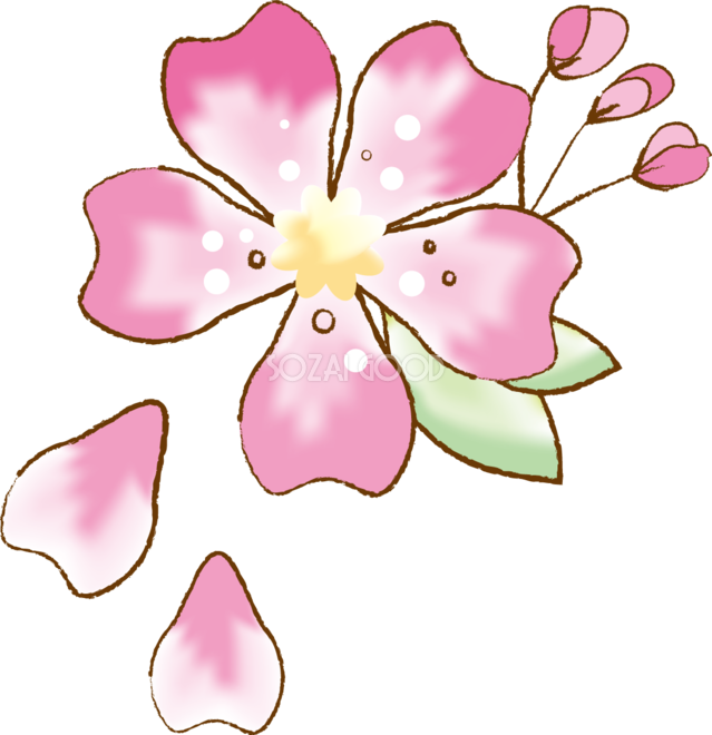かわいい桜 春の花びらイラスト 水彩 素材good