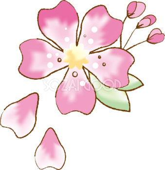 かわいい桜 春の花びらイラスト(水彩)39576