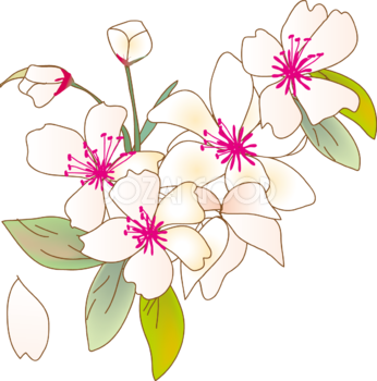 かわいい桜 春の花びらイラスト(薄ピンクでおしゃれ)39584
