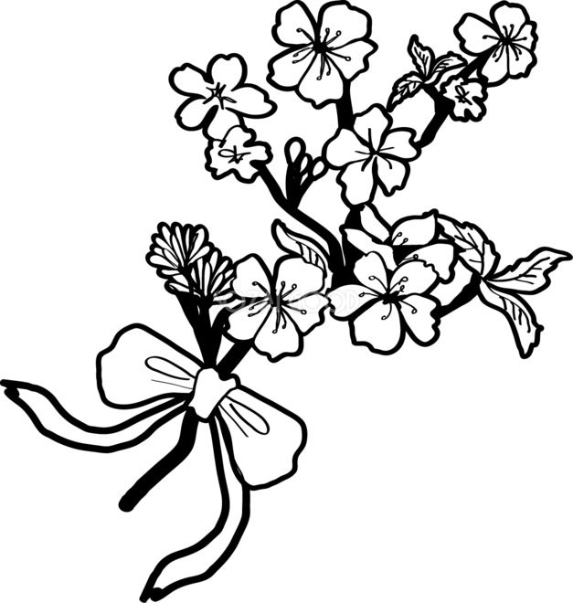 白黒の桜イラスト おしゃれ 枝とリボン 39652 素材good