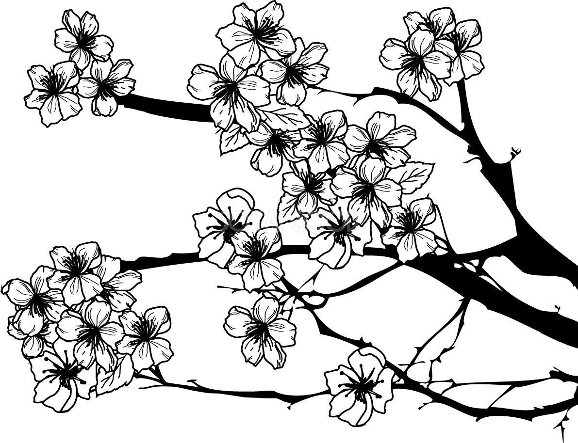 白黒の桜 大人 高齢者イラスト (枝と花びら)39656