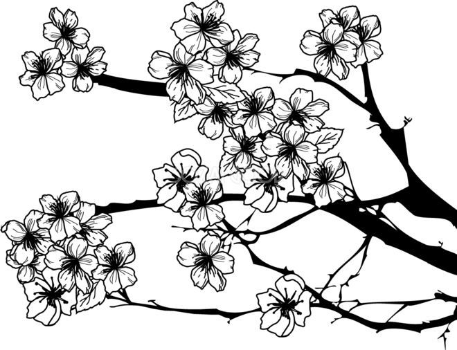 白黒の桜イラスト おしゃれ 枝と花びら 39656 素材good