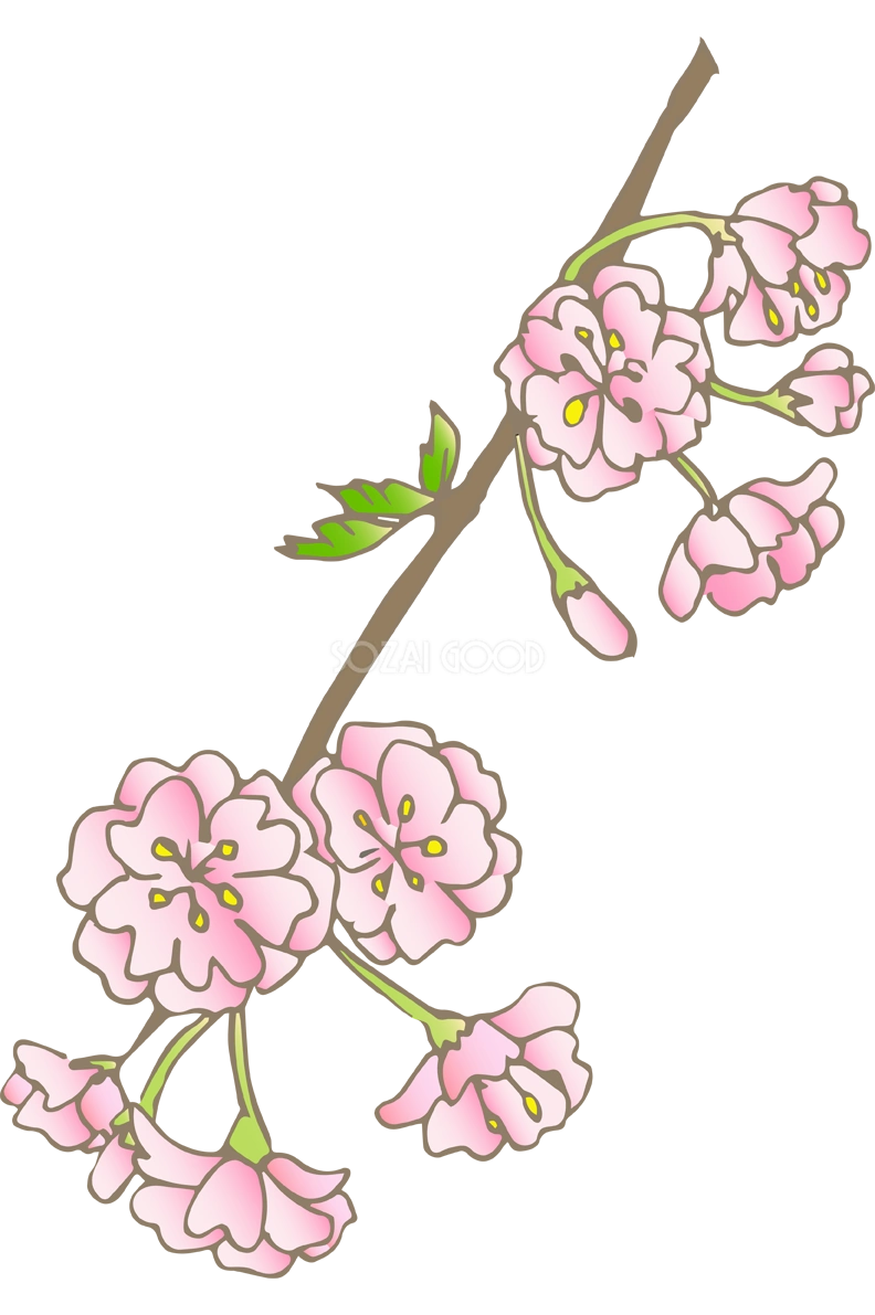 桜の花(しだれ桜)無料イラスト40463