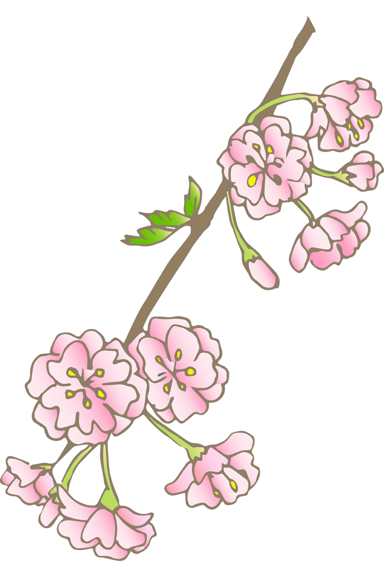 桜の花(しだれ桜)無料イラスト40463に写真・文字を入れる