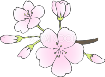 桜の花(ソメイヨシノ)無料イラスト40467