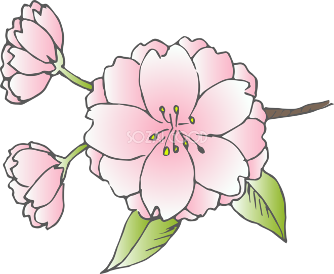 八重桜 イラスト かわいい かっこいい無料イラスト素材集 イラストイメージ