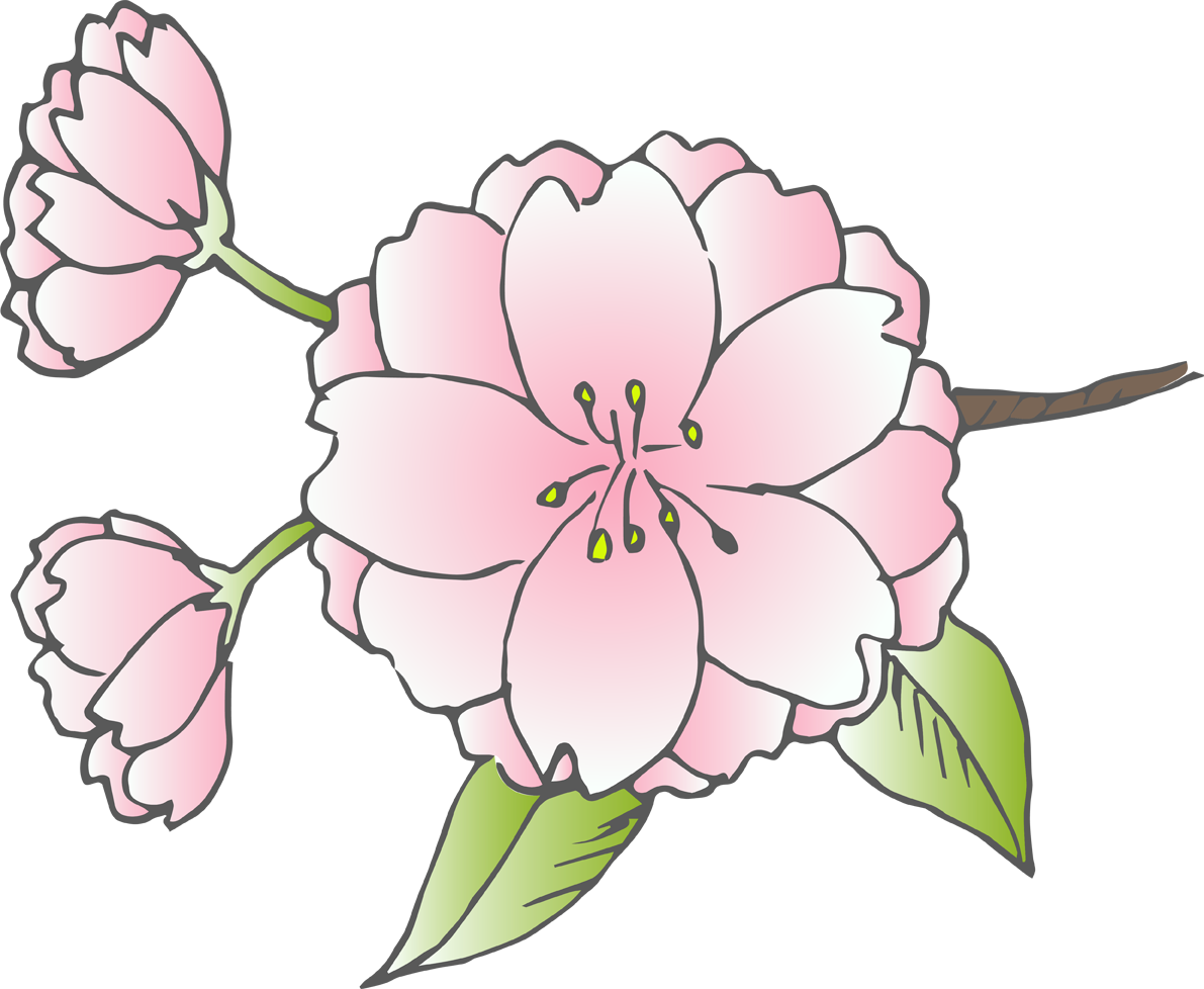 桜の花(八重桜)無料イラスト40471に写真・文字を入れる