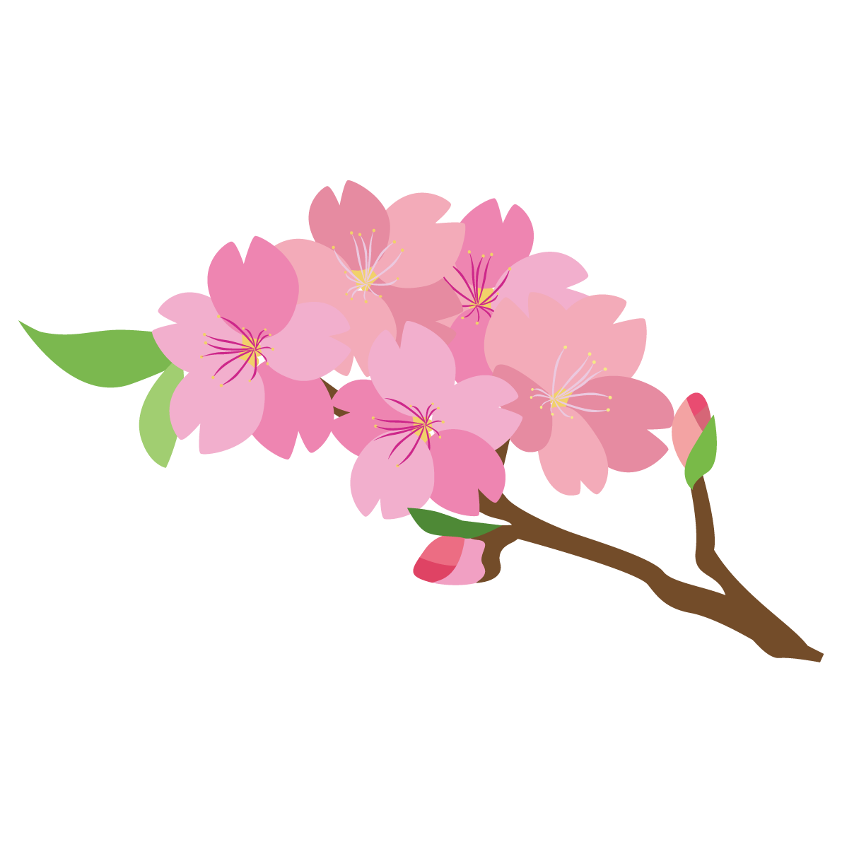 桜の枝のかわいい無料イラスト-春41338に写真・文字を入れる