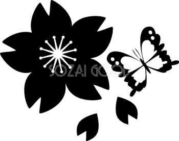 白黒蝶と桜のかわいい無料イラスト-春41387
