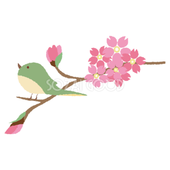 鶯と桜のかわいい無料イラスト 春 素材good