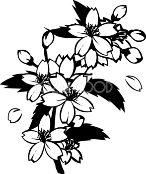 白黒の桜の花と枝の無料イラスト／春41800