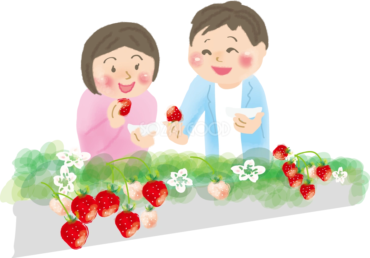 いちご狩りをする男女の無料イラスト/冬43216