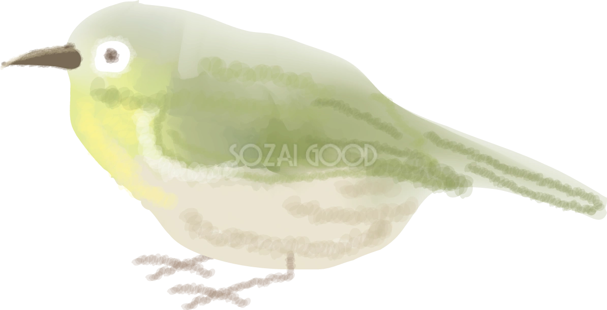 メジロの無料イラスト/鳥44125
