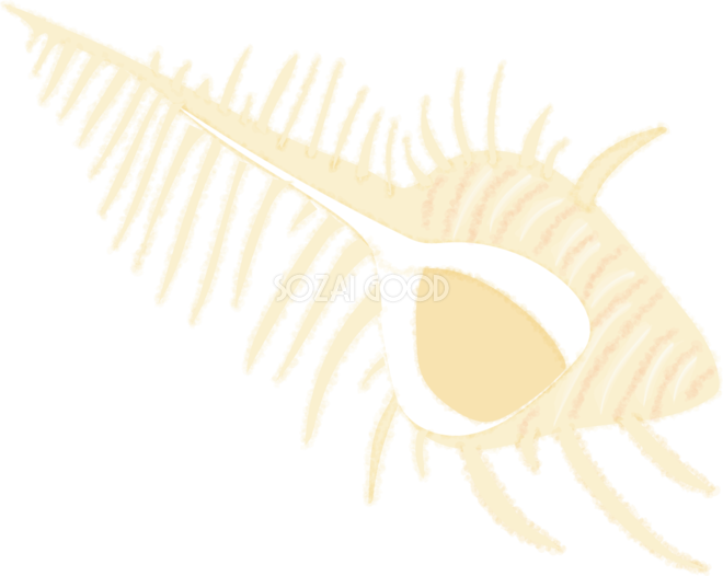 貝殻 イラスト フリー 無料のpng画像