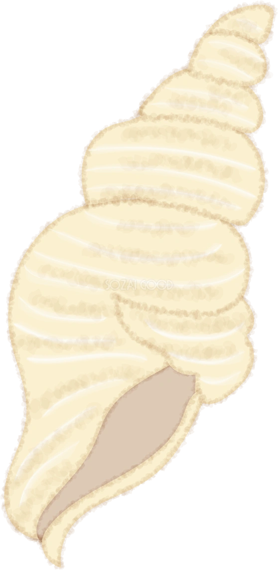 巻貝の貝殻の無料イラスト/海46162
