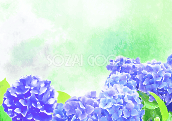 手書き水彩画風の綺麗な紫陽花 背景無料イラスト／梅雨46393