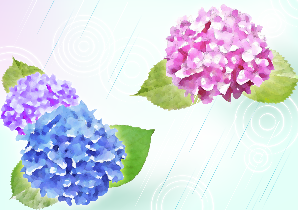 ピンクのブルーとパープルの水彩画手書き風の綺麗 紫陽花の背景無料イラスト46445に写真・文字を入れる