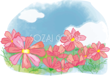 かわいいコスモス(秋桜)畑と秋空の無料イラスト51691