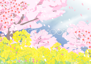 桜満開と菜の花畑の背景無料イラスト62413
