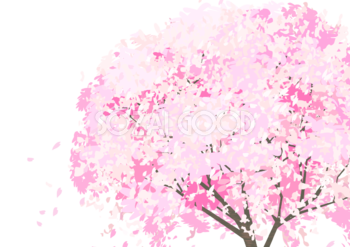 桜と花びらの背景透過イラスト(リアルな桜の木の背景なし木全体)62557