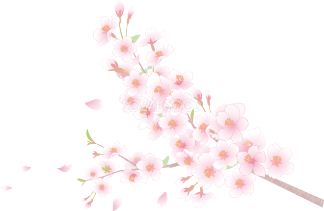 桜と花びら透過背景なしイラスト(枝アップ)62585 | 素材Good