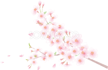 桜と花びら透過背景なしイラスト(枝アップ)62585