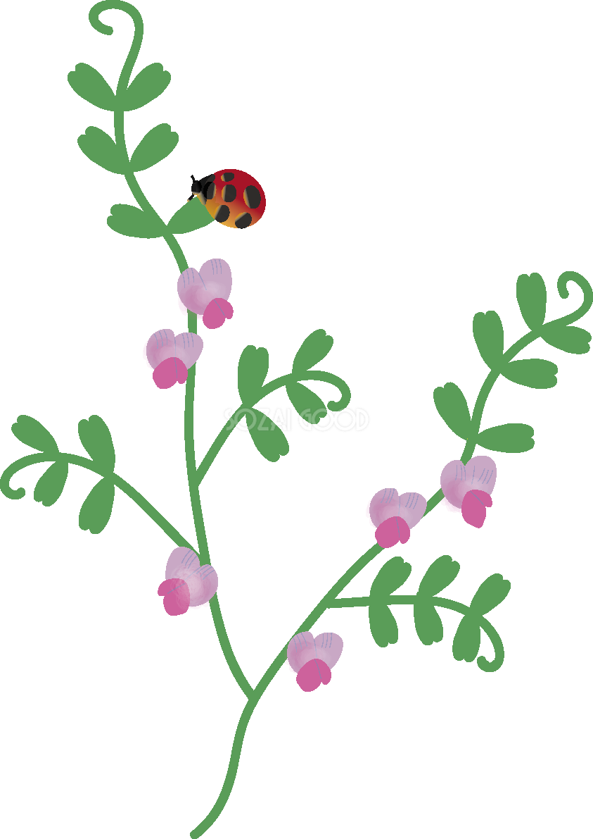 からすのえんどうの花とてんとう虫の無料イラスト 冬~春2月~5月63525