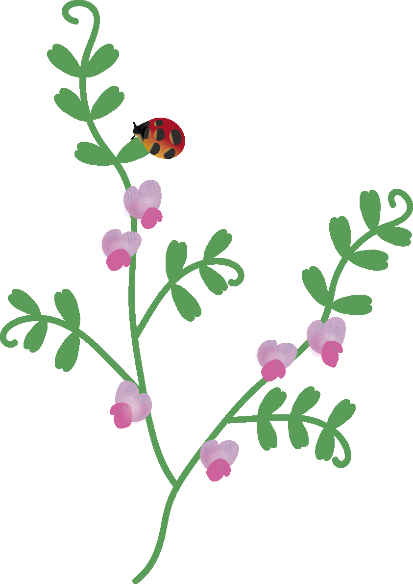からすのえんどうの花とてんとう虫の無料イラスト 冬~春2月~5月63525に写真・文字を入れる