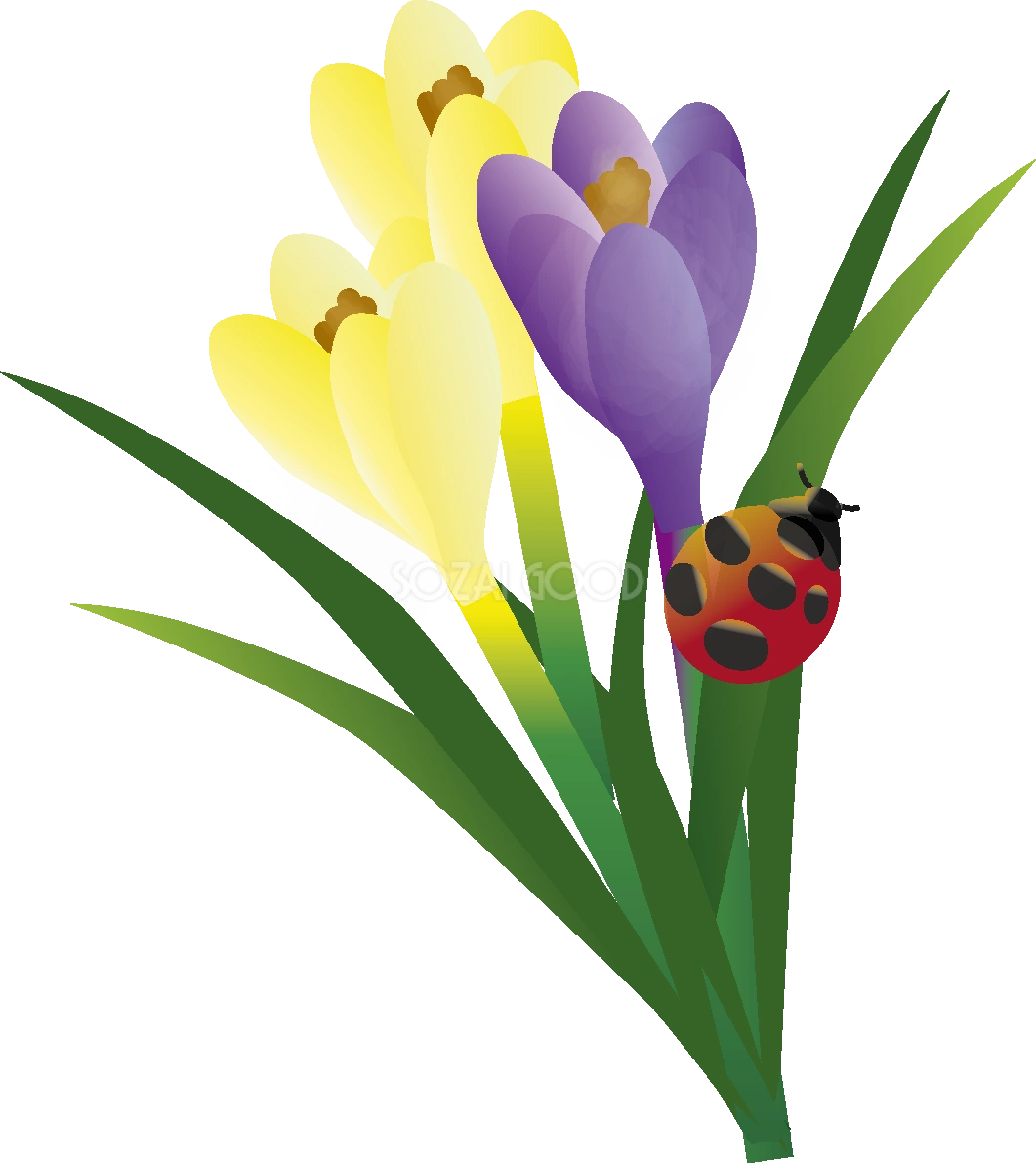 クロッカスの花とてんとう虫の無料イラスト63529