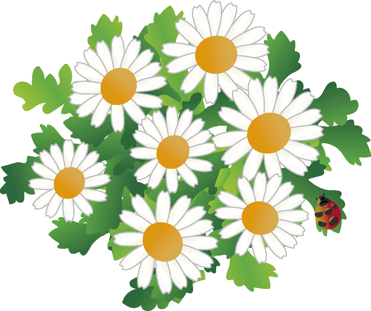 ノースポールの花とてんとう虫の無料イラスト 冬12~6月63549に写真・文字を入れる