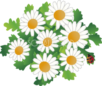 ノースポールの花とてんとう虫の無料イラスト 冬12~6月63549