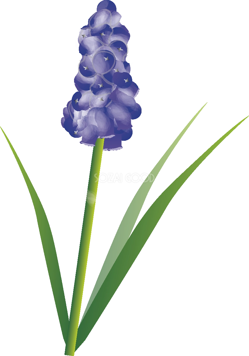 ムスカリーの花無料イラスト 春3~4月63565