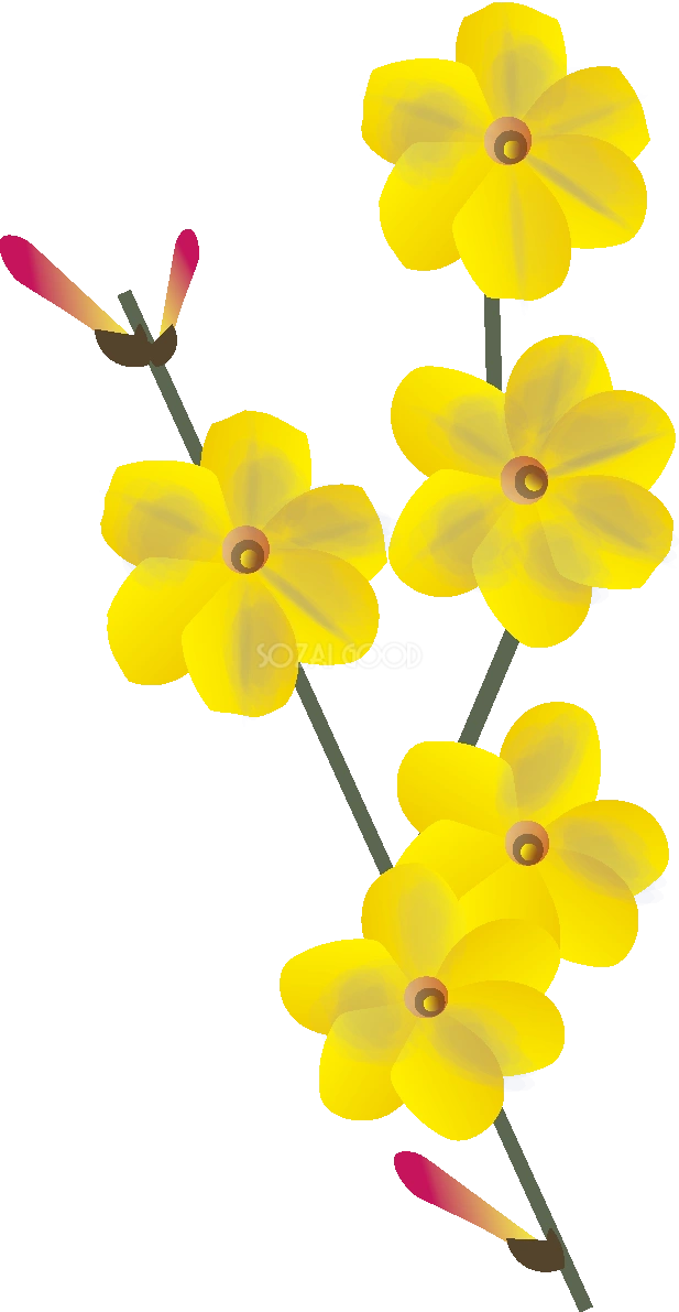 黄梅の花無料イラスト 冬1~3月63573