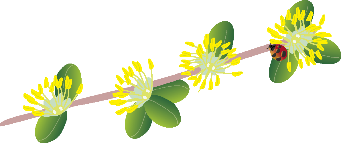 黄楊(つげ)の花とてんとう虫の無料イラスト 春3~4月63578に写真・文字を入れる