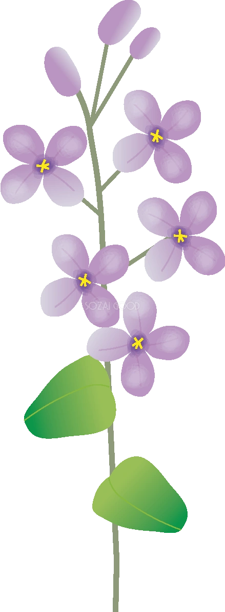 花大根の花無料イラスト 春3~5月63586