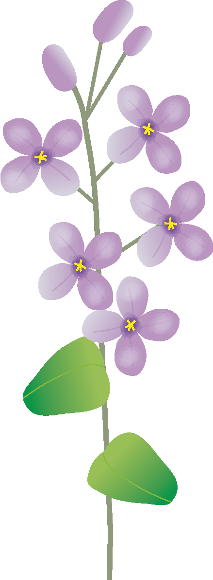 花大根の花無料イラスト 春3~5月63586に写真・文字を入れる